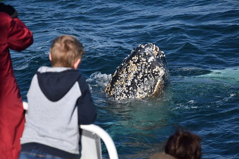Phillip Island Whale Watching Tour - Hobart Tourism 2