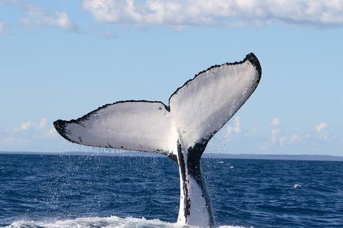 Phillip Island Whale Watching Tour - Hobart Tourism 3