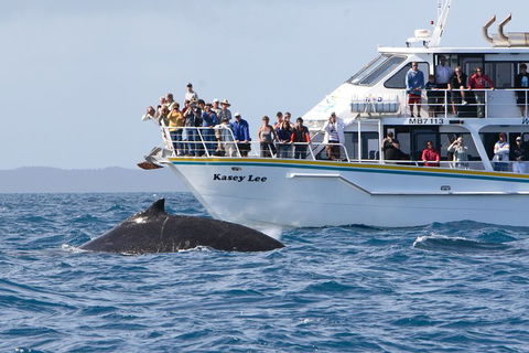 Phillip Island Whale Watching Tour - Hobart Tourism 4