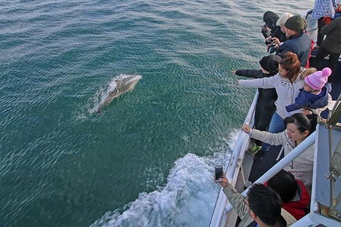 Phillip Island Whale Watching Tour - Hobart Tourism 5