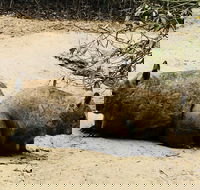 Phillip Island Penguin Parade Brighton Bathing Boxes and Wildlife Park Tour - Hobart Tourism