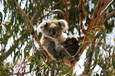 Phillip Island Penguin Parade, Brighton Bathing Boxes And Wildlife Park Tour - Hobart Tourism 4