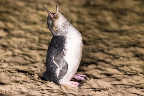 Phillip Island Penguin Parade, Brighton Bathing Boxes And Wildlife Park Tour - Hobart Tourism 5