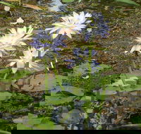 Yellow Water Cruise - Kakadu - Hobart Tourism
