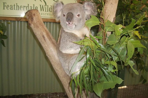 Blue Mountains Private Tour With Wildlife Park And River Cruise - Hobart Tourism 5