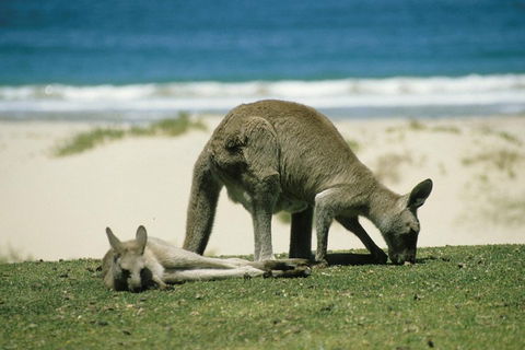 Great Ocean Road Highlights Tour - 2 Days, 1 Night - Hobart Tourism 2