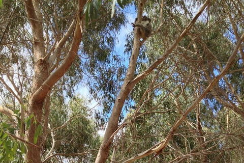 Kangaroo Island 4WD Tour - Best Of KI In 2 Days - Hobart Tourism 0