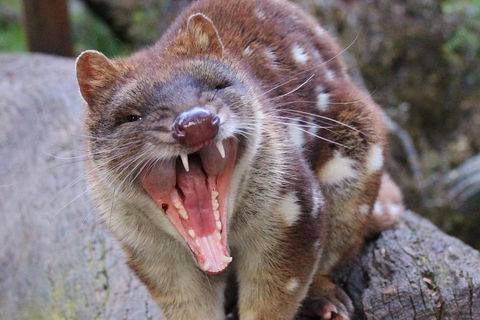 After Dark Tasmanian Devil Feeding Tour At Cradle Mountain - Tourism TAS 0