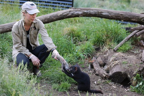 After Dark Tasmanian Devil Feeding Tour At Cradle Mountain - Tourism TAS 1