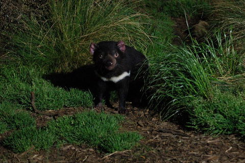 After Dark Tasmanian Devil Feeding Tour At Cradle Mountain - Tourism TAS 4