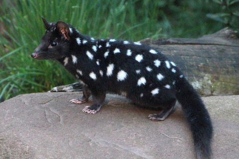 After Dark Tasmanian Devil Feeding Tour At Cradle Mountain - Tourism TAS 5