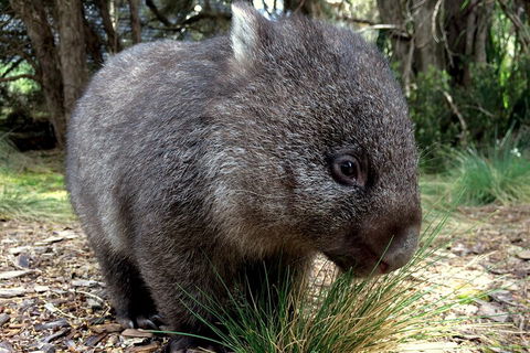 Day Keeper Tour - Hobart Tourism 5