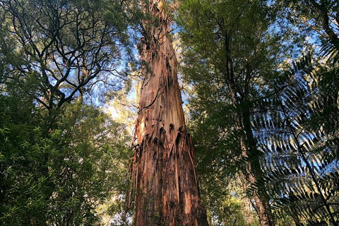 Ultimate Reverse Direction - 12 Apostles, Great Ocean Road - Small Group Tour - Tourism TAS 2