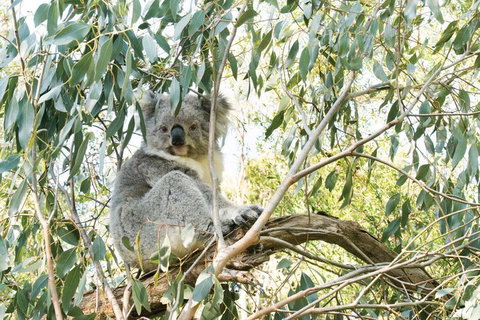 Ultimate Reverse Direction - 12 Apostles, Great Ocean Road - Small Group Tour - Tourism TAS 5