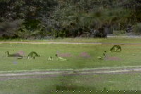 Yanchep  Lancelin - Wildlife Cave And Sands, Perth