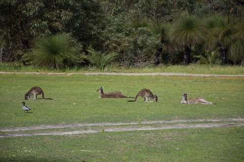 Yanchep & Lancelin - Wildlife, Cave And Sands - Hobart Tourism 0