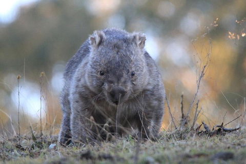 Ultimate Blue Mountains And Wildlife Tour - Tourism TAS 3