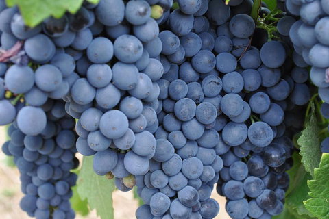 Barossa Valley Cellar Doors Luxury Wine Tour - Hobart Tourism 4