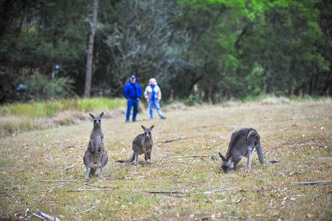 Blue Mountains Private Tour From Sydney - Hobart Tourism 2