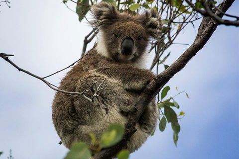 Phillip Island And French Island Wildlife Expedition - Tourism TAS 3