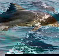 1.5HR Mudjimba Island Wildlife Safari - Hobart Tourism