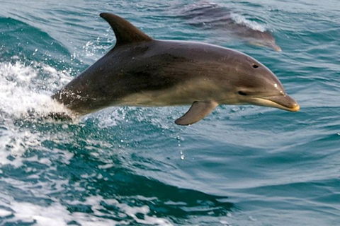 1.5HR Mudjimba Island Wildlife Safari - Hobart Tourism 0