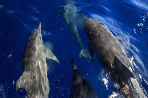 1.5HR Mudjimba Island Wildlife Safari - Hobart Tourism 3