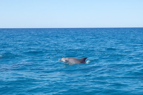 Noosa Wild Dolphin Safari - Tourism TAS 1