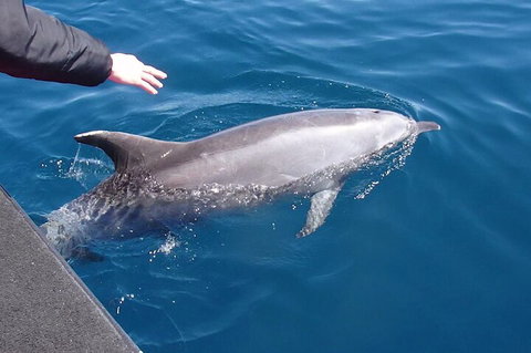 Noosa Wild Dolphin Safari - Tourism TAS 2