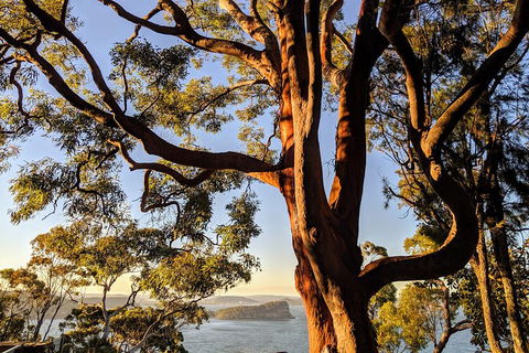 Manly & Sydney's Northern Beaches With 'Personalised Sydney Tours' - Tourism TAS 4