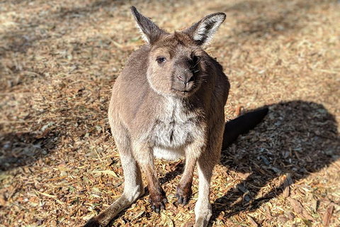 Blue Mountains Private Tour - Wild Kangaroos, Waterfalls And The Three Sisters - Tourism TAS 2