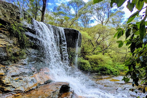Blue Mountains Private Tour - Wild Kangaroos, Waterfalls And The Three Sisters - Tourism TAS 5