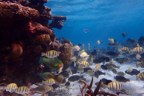 Lagoon Explorer - Ningaloo Reef Full-Day Kayaking And Snorkeling Adventure - Hobart Tourism 2