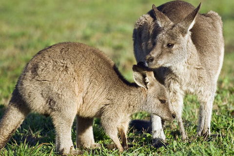 LGBT+ Friendly Full Day Phillip Island Private Tour - Tourism TAS 3