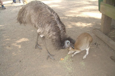 Blue Mountains PRIVATE Day Tour - Tourism TAS 4