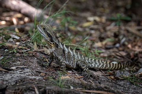 Cape Byron Aboriginal Tour - Tourism TAS 3