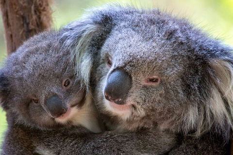 Half-Day Or Full-Day Tour With Private Guide From Melbourne - Tourism TAS 1