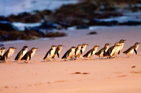 Half-Day Or Full-Day Tour With Private Guide From Melbourne - Tourism TAS 5
