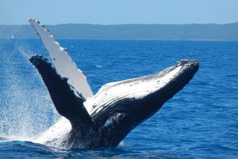 Mooloolaba Whale Watching Tour - Hobart Tourism 0