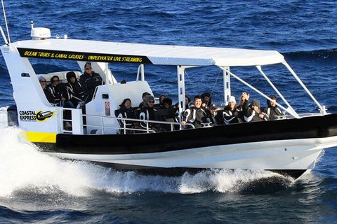 Mooloolaba Whale Watching Tour - Hobart Tourism 1