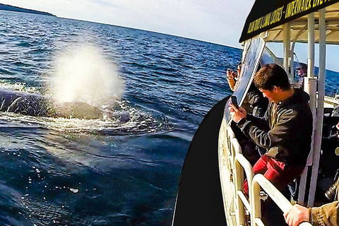 Mooloolaba Whale Watching Tour - Hobart Tourism 2