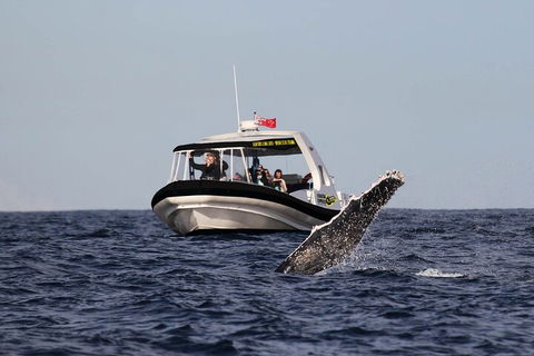 Mooloolaba Whale Watching Tour - Hobart Tourism 3