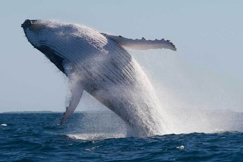 Mooloolaba Whale Watching Tour - Hobart Tourism 4