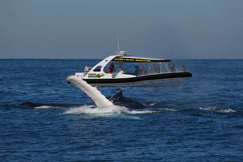 Mooloolaba Whale Watching Tour - Hobart Tourism 5