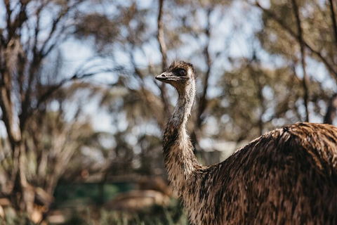 Wave Rock, York, Wildflowers, And Aboriginal Cultural Day Tour From Perth - Hobart Tourism 4