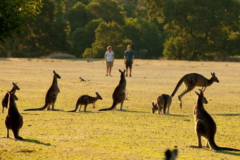 Grampians National Park Small-Group Eco Tour From Melbourne - Hobart Tourism 4