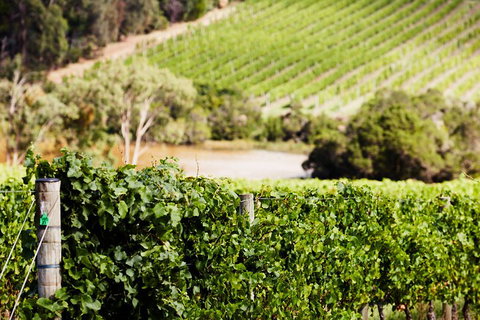 Yarra Valley Premium Tour Inc Lunch And Cheese, Chocolate Fondue At Rochford - Hobart Tourism 5