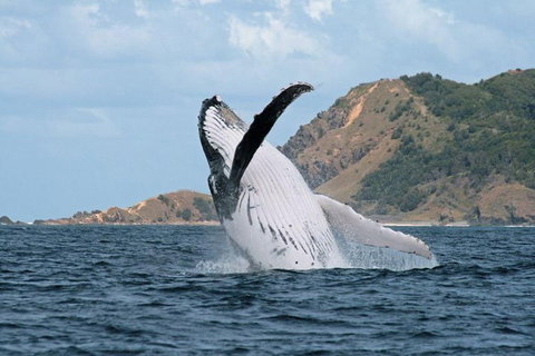 Byron Bay Whale Watching Cruise - Tourism TAS 0