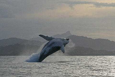 Byron Bay Whale Watching Cruise - Tourism TAS 1