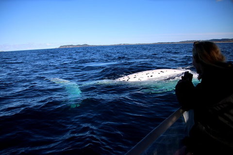 Byron Bay Whale Watching Cruise - Tourism TAS 2